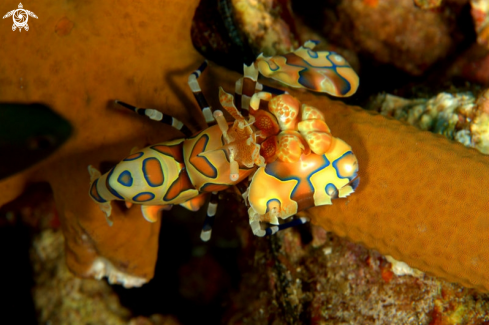 A harlequin shrimp