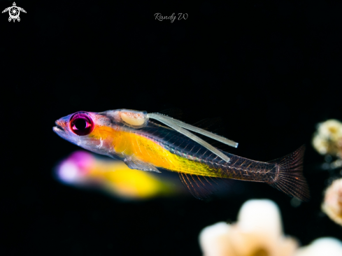 A Bryaninops Natan | Pink Eye Goby