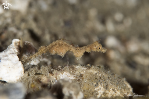 A Lembeh Sea Dragon 