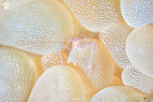 A Bubble Coral Shrimp