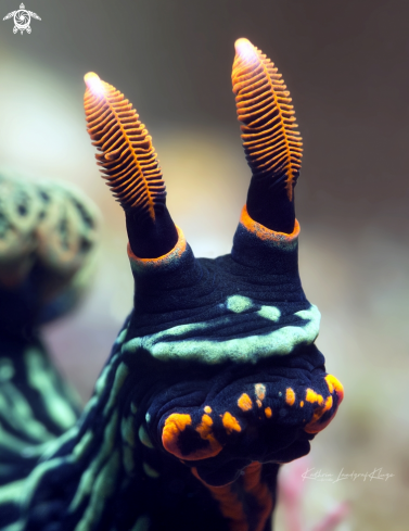 A Nudibranch