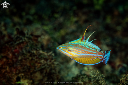 A Flasher Wrasse