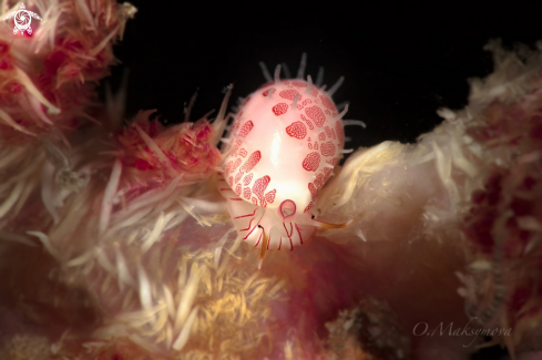 A Sea snail Diminovula culmen Romblon