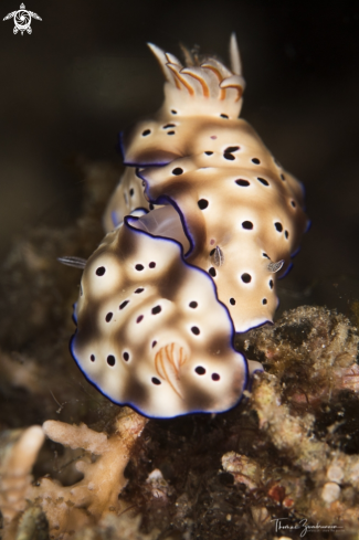 A Nudibranch 