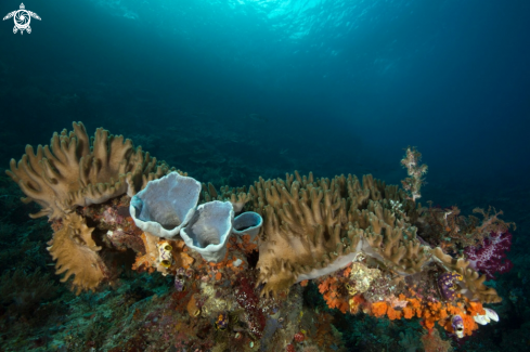 A Unimaginable coral garden, diversity of forms and fabulous c