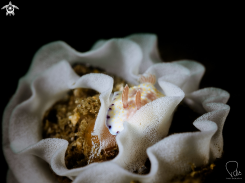 A Goniobranchus rufomaculatus | Nudi