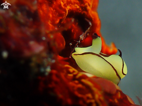 A Siphopteron brunneomarginatum | Nudibranch