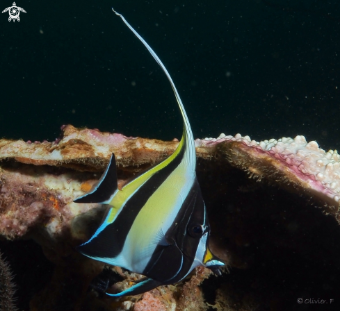 A Zanclus cornutus  | Moorish idol juvenile