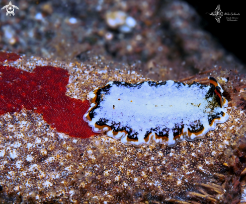 A Flatworm