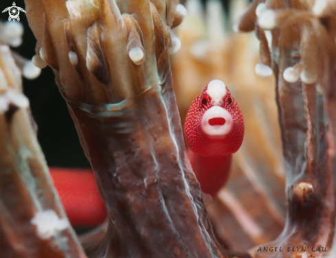 A Bublbonaricus brauni | Pughead pipefish