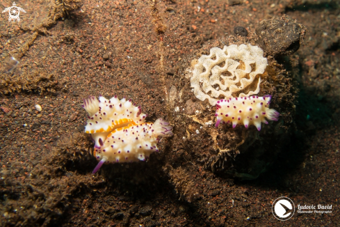 A Mexichromis multituberculata | Bumpy Mexichromis Nudibranch