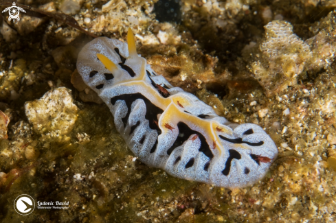 A Reticulidia fungia  | Mushroom Coral Reticulidia Nudibranch