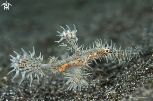 A Ghostpipefish 