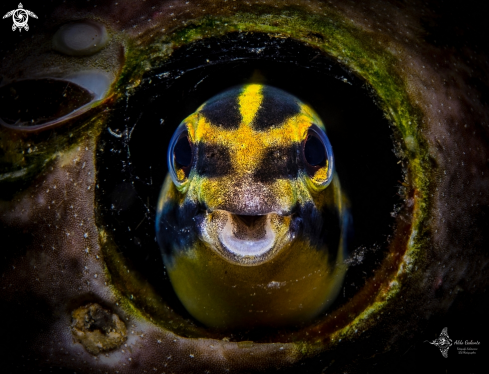 A Shorthead Sabretooth Blenny