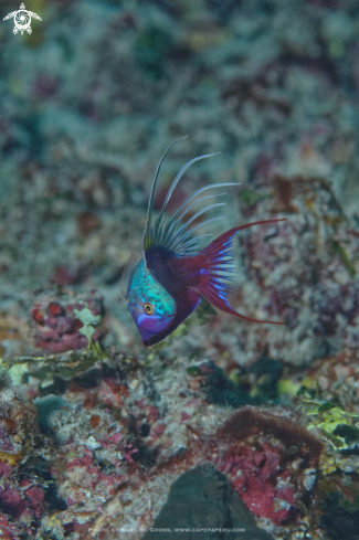 A Paracheilinus cyaneus | Blue Flasher Wrasse