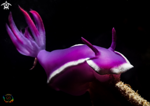 A Hypselodoris violacea