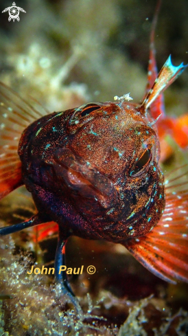 A Red blackfaced blenny