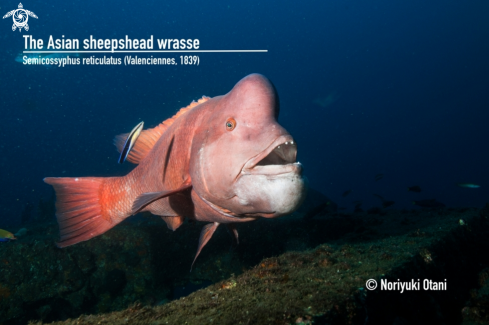 A Semicossyphus reticulatus (Valenciennes, 1839)  | Asian sheepshead wrasse