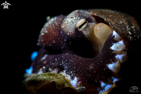 A Coconut octopus