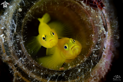 A Lubricogobius exiguus | Yellow goby