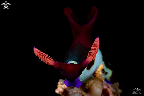 A nudibranch