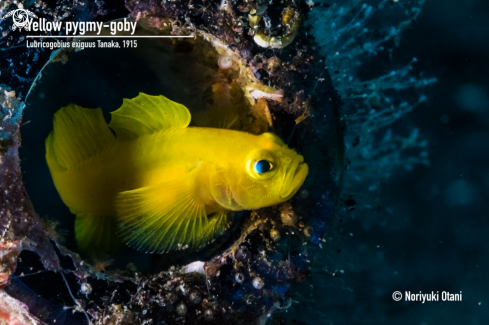 A Lubricogobius exiguus Tanaka, 1915  | Yellow pygmy-goby