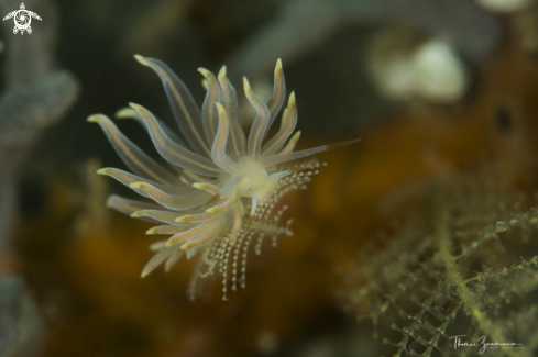 A Nudibranch 