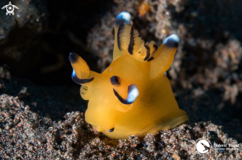 A Pacific Thecacera Nudibranch