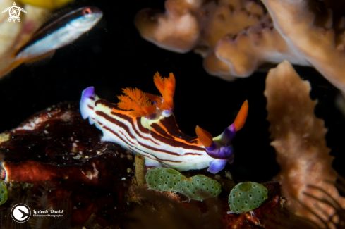 A Nembrotha Nudibranch