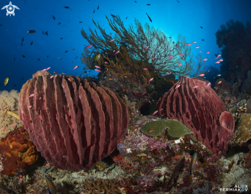 A Barrel sponge