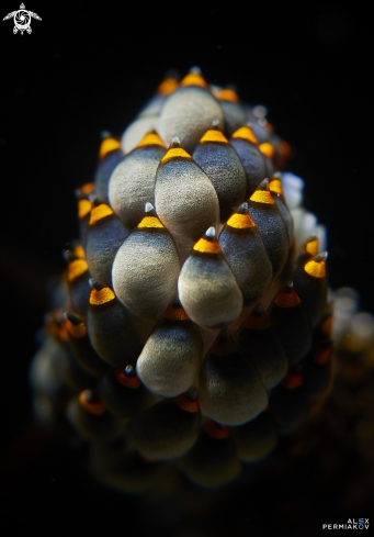 A Nudibranch