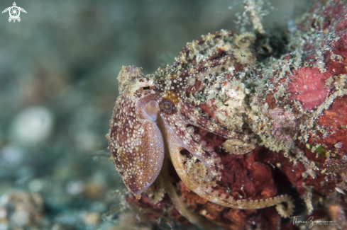 A Mototi Octopus 