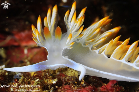 A Flabellina babai | Nudi