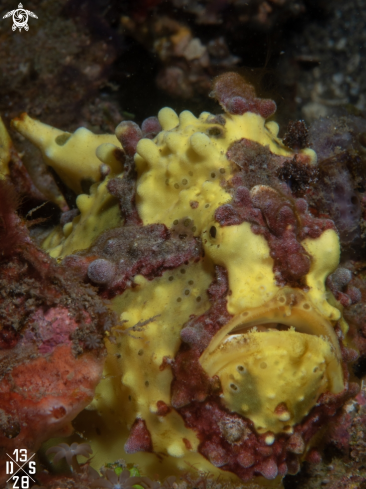 A Lembeh Strait