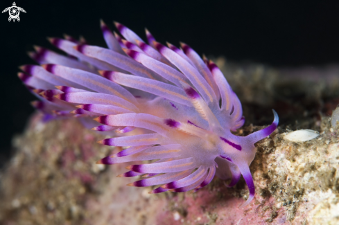 A Nudibranch 