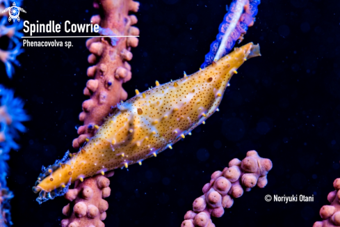 A Phenacovolva sp. | Spindle Cowrie