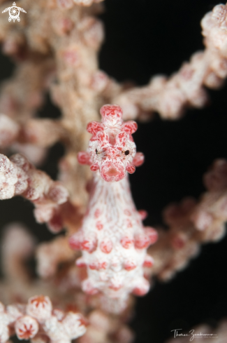 A Pygmy Seahorse Bargibanti