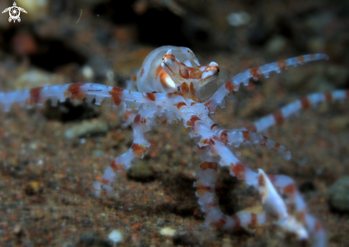 A wonderpus octopus