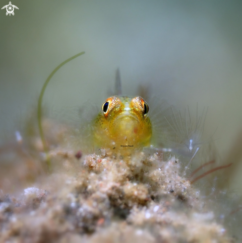 A Goby