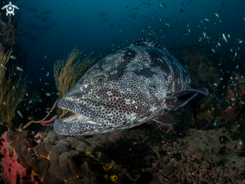 A Malabar Grouper