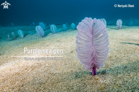 A Sea pen