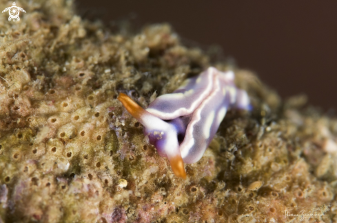 A Nudibranch 