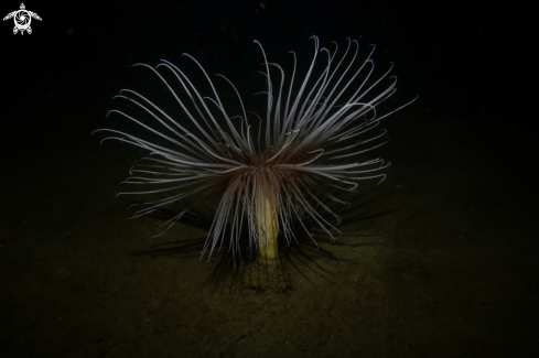 A Fireworks Anemone