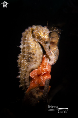 A Seahorse