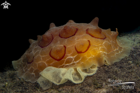 A Pleurobranchus testudinarius | Lumaca tartaruga