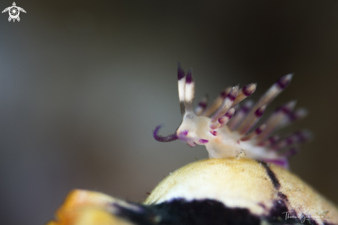 A Nudibranch 