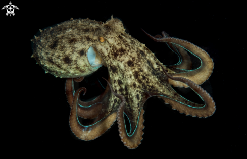 A octopus