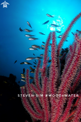 A Ghost pipefish