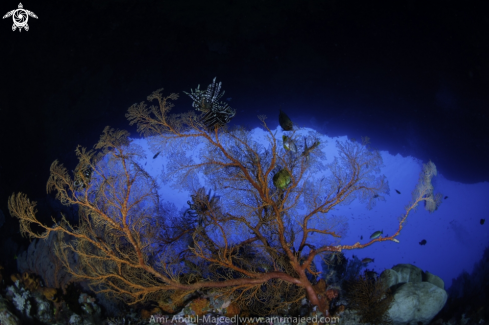 A sea fan