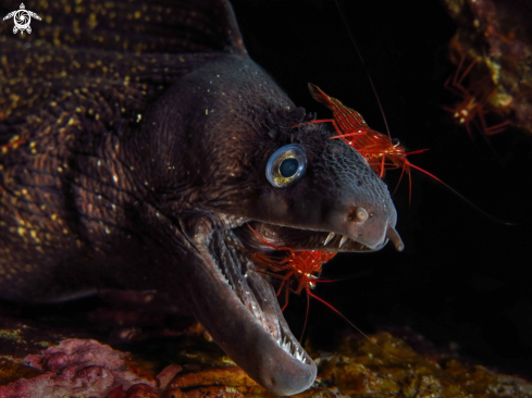 A murena helena with shrimps